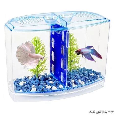 辦公桌魚缸右邊|在公司的辦公桌上如何養魚？需要考慮以下幾點